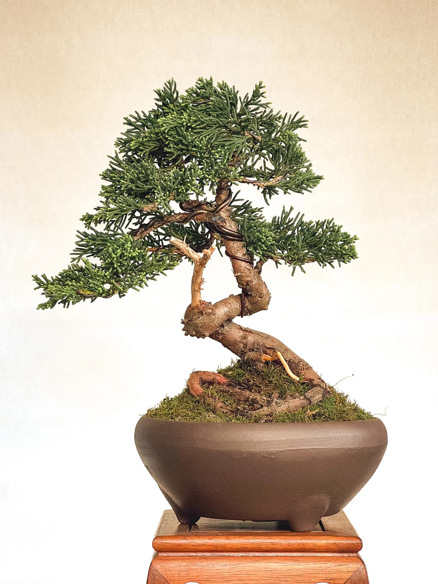 Mon premier bonsai n°1 - Vue 1