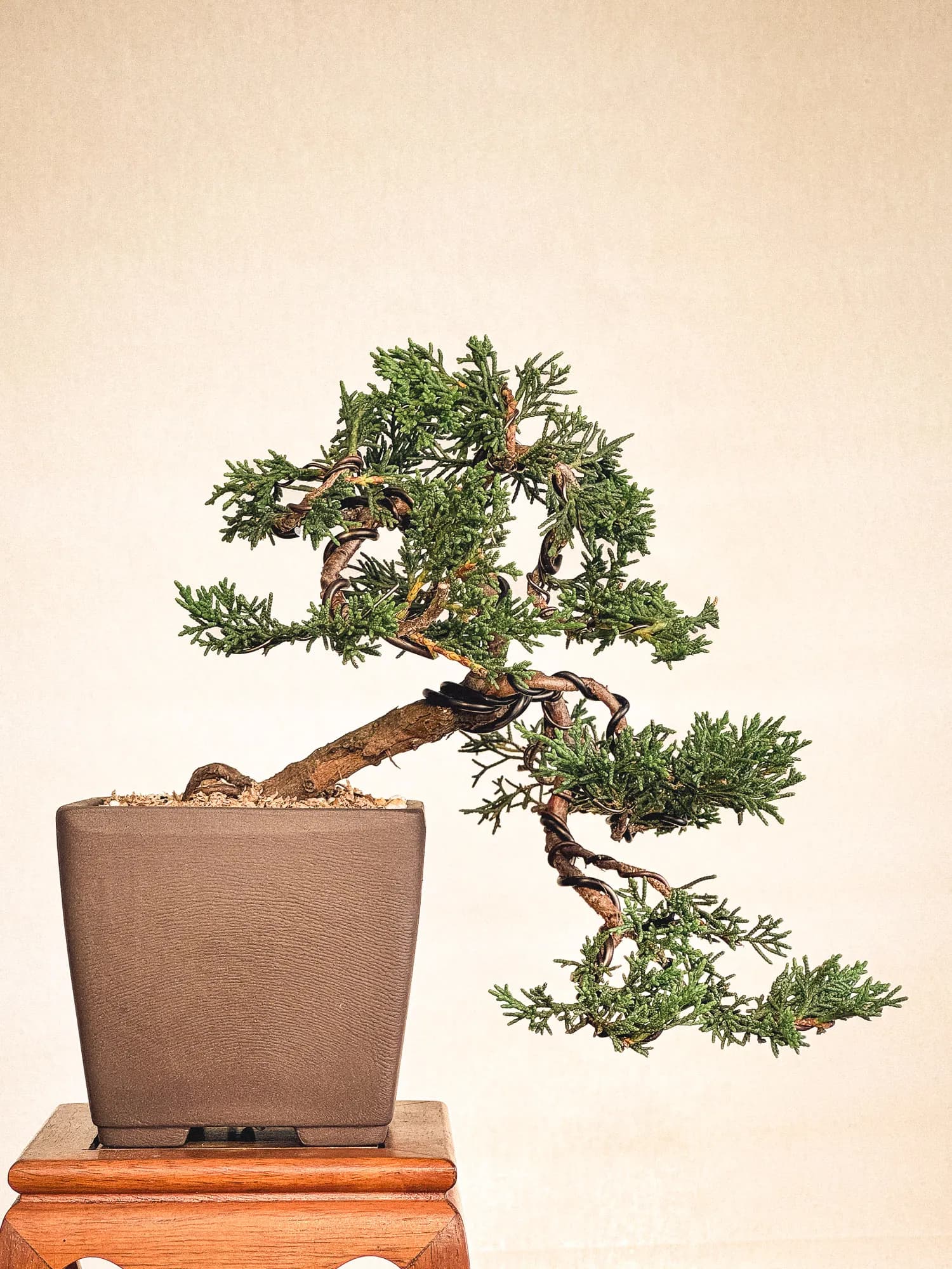 Mon premier bonsai n°4 - Vue 1