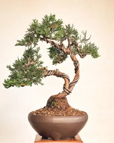 Mon premier bonsai n°2