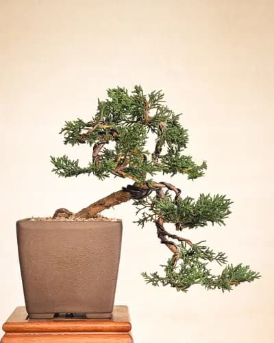 Mon premier bonsai n°4 - Itoigawa