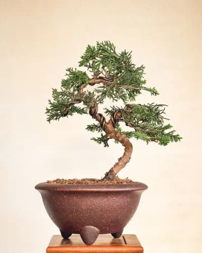 Mon premier bonsai n°5 - Itoigawa