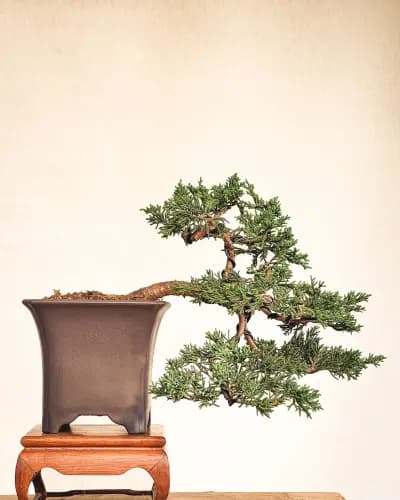 Mon premier bonsai n°6 - Itoigawa