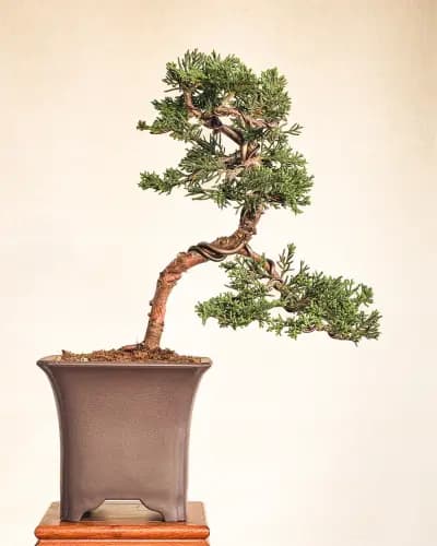 Mon premier bonsai n°7 - Itoigawa