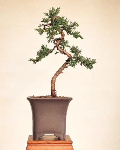 Mon premier bonsai n°8 - Itoigawa