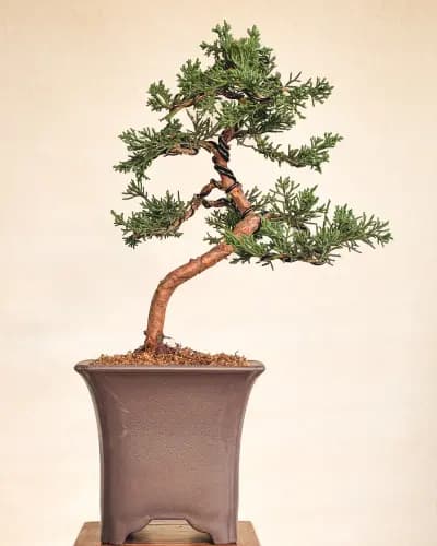 Mon premier bonsai n°9 - Itoigawa