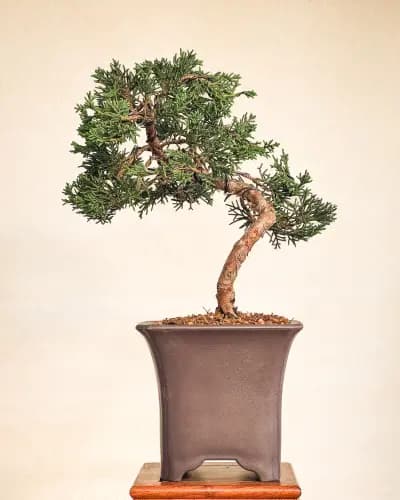 Mon premier bonsai n°10 - Itoigawa