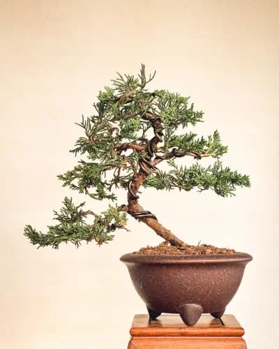 Mon premier bonsai n°11 - Itoigawa