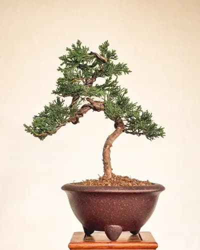 Mon premier bonsai n°12 - Itoigawa