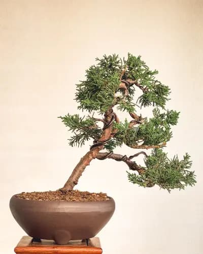 Mon premier bonsai n°13 - Itoigawa