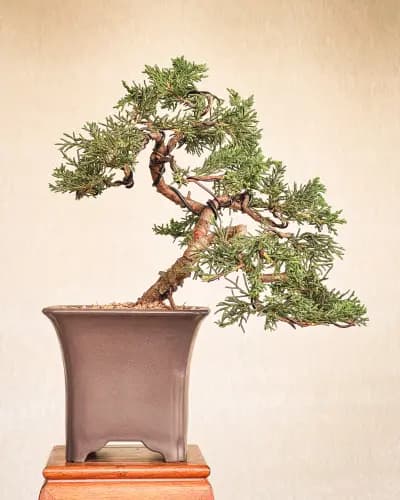 Mon premier bonsai n°14 - Itoigawa