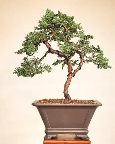 Mon premier bonsai n°15 - Itoigawa
