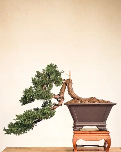 Mon premier bonsai n°16 - Itoigawa