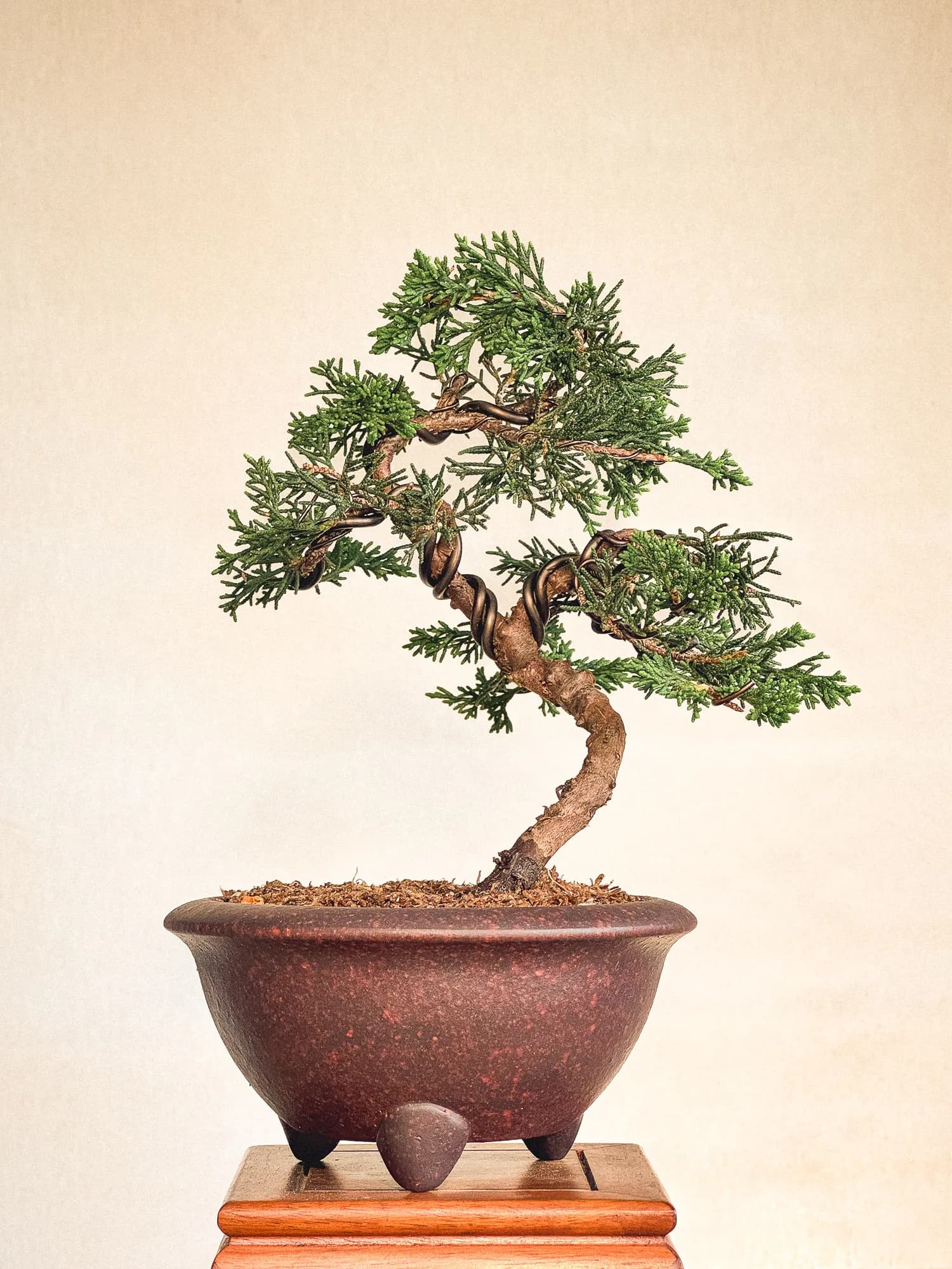 Mon premier bonsai n°5 - Vue 1