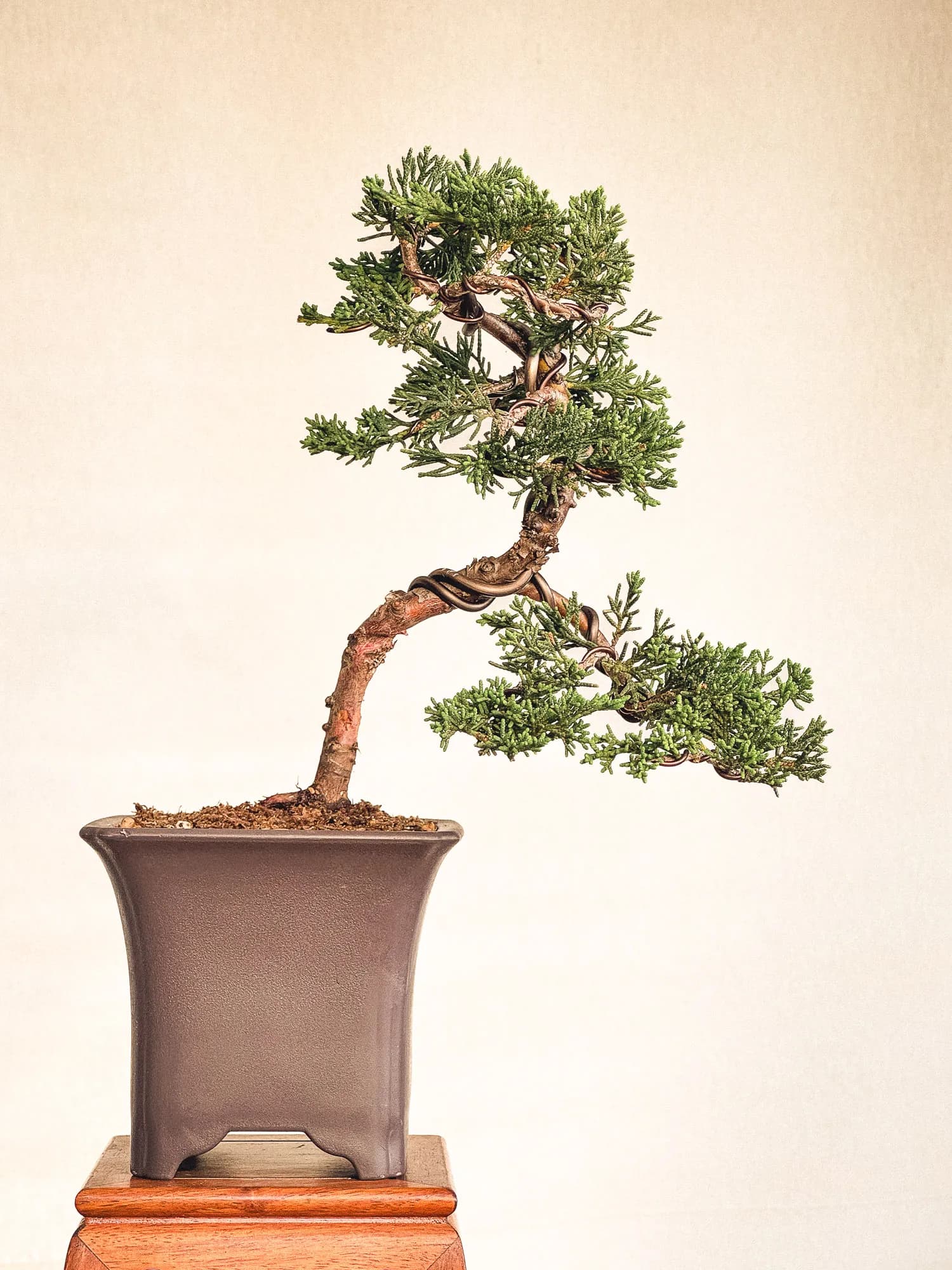 Mon premier bonsai n°7 - Vue 1