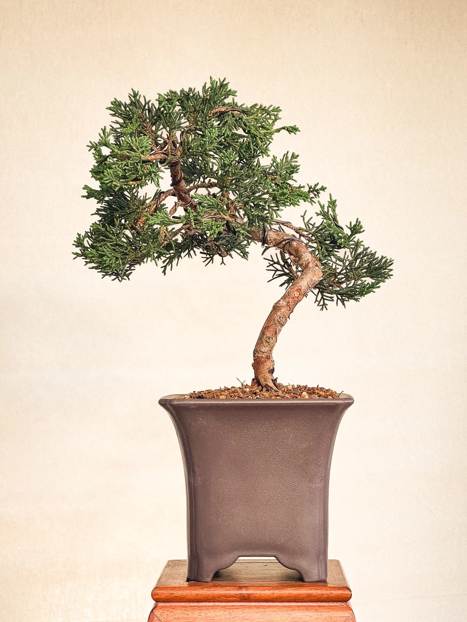Mon premier bonsai n°10 - Vue 1