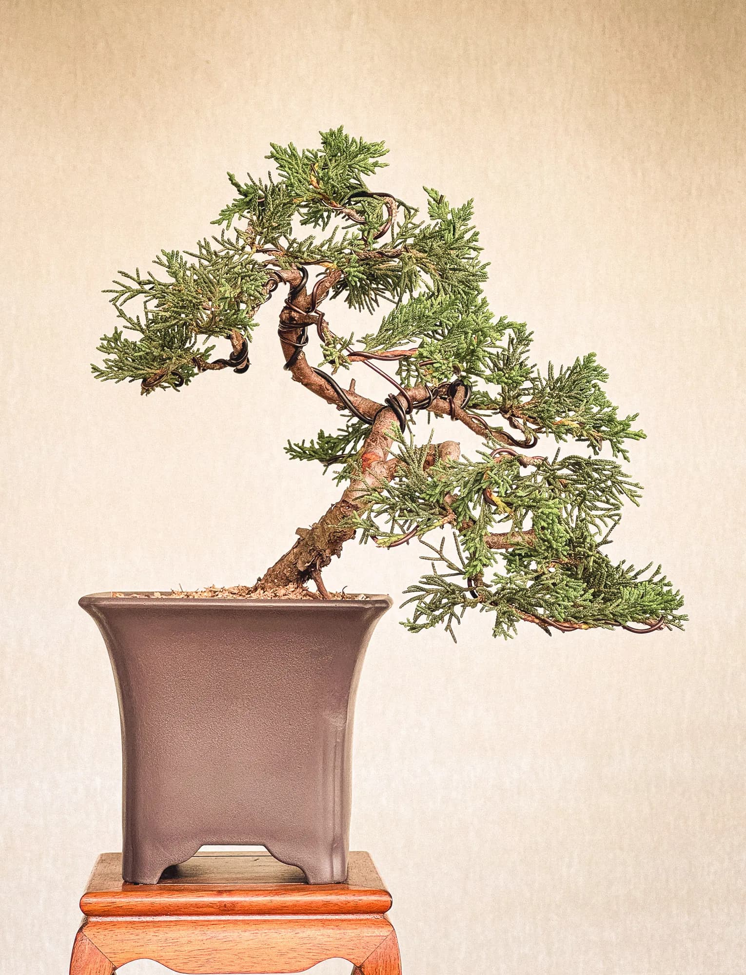 Mon premier bonsai n°14 - Vue 1