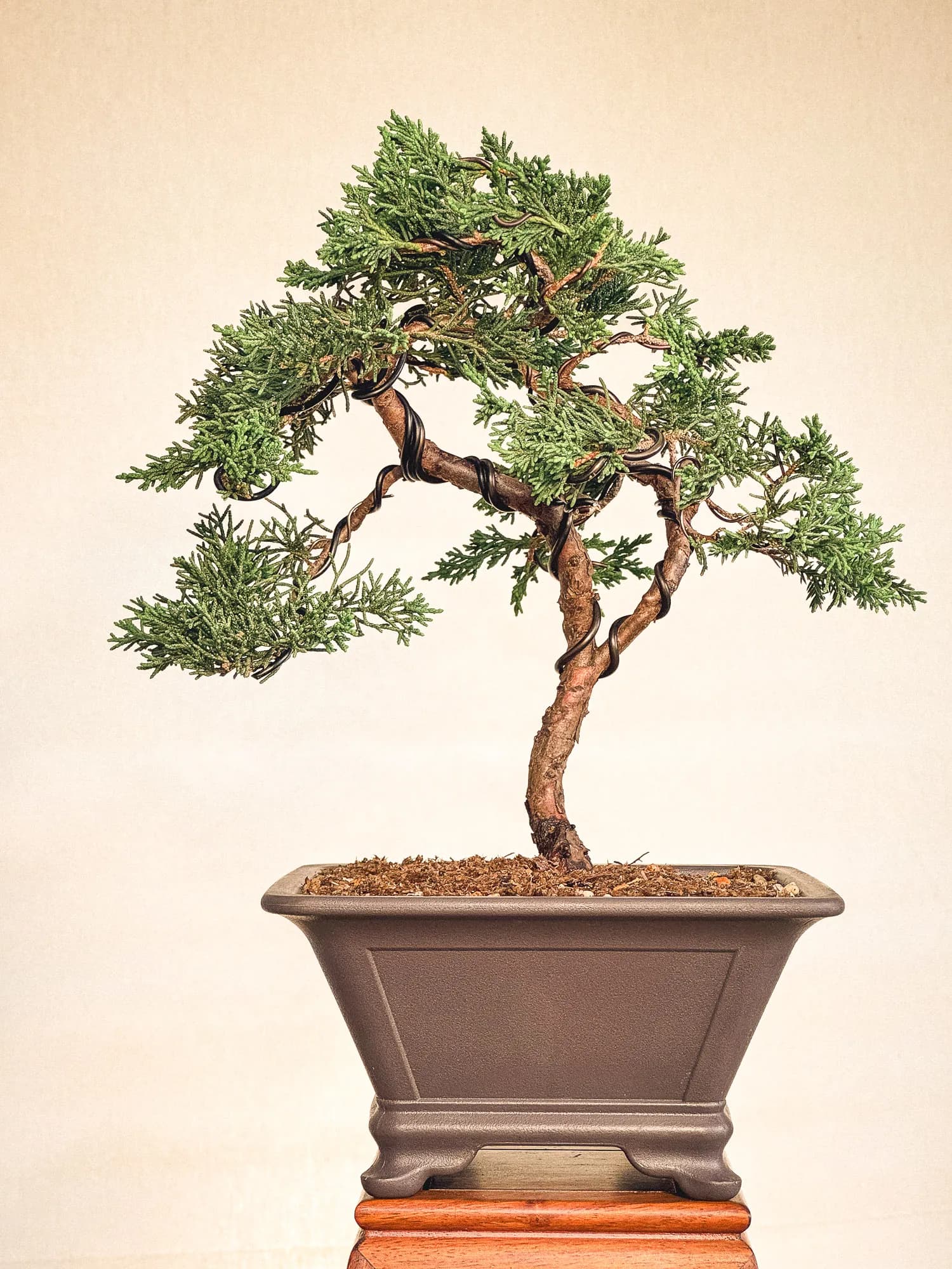 Mon premier bonsai n°15 - Vue 1